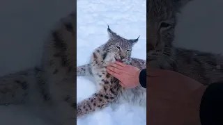 Рысь Локи решил съесть папу? 😼