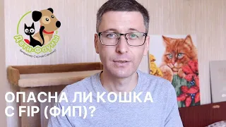 Может ли кошка заразиться ФИП (FIP)? | Если кошка погибла, когда заводить котенка?