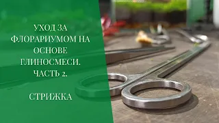 Уход за флорариумом на основе глиносмеси. Часть 2. Стрижка