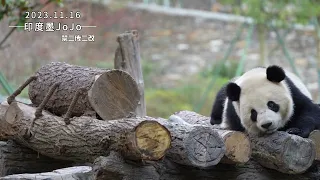 Giant panda Bao Li.Here's a video from last November when he was still living with his mum