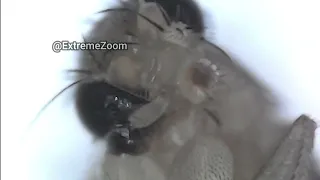 Fruit Fly - Zooming X2000 Into a Tiny Fruit Fly - ExtremeZoom