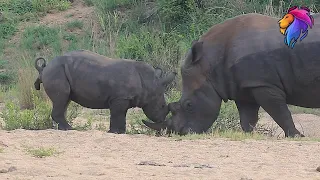 Potty Trained Rhino Marking His Territory.