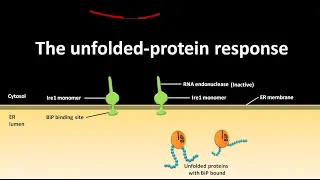 Unfolded protein response