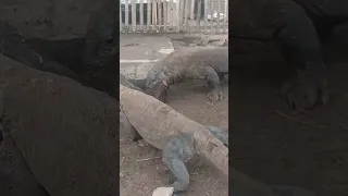 The komodo fights over pigs