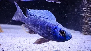 Copadichromis chrysonotus - Nols Akvariehobby