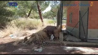 Vancheri, imprenditore: “Zona industriale di Caltanissetta, vi mostro il degrado in cui versa..”