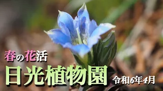 【日光植物園】 4月 春の花活　園内を散策しながら花々・山野草を紹介　好きな花を見つけてください