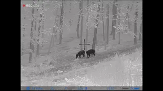 Pulsar Thermion XP50 - Lov sele a lončačka [21] (hunting wild boar)