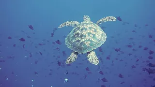 Stunning 4K Underwater footage + music | nature Relaxation