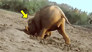 Elephant Digs A Hole For 11 Hours, What She Pulls Out Is Shocking!