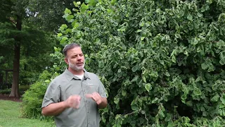 Harry Lauder's walking stick (Corylus avellana 'Contorta') - Plant Identification