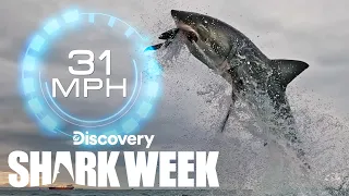 A Record Shattering Shark Breach! | Shark Week