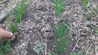 Сходи пшениці No-Till.