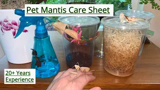 Pet Mantis Care Sheet Video #mantiscare #mantiscaresheet