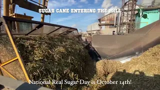 Unloading sugarcane at the Louisiana sugar mill