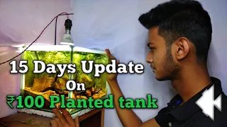 15 Days update on ₹100 Planted tank