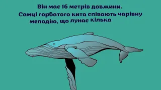 День кита | Всесвітній день захисту морських ссавців