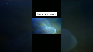 Как зимует сазан