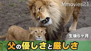 【大人気ライオン】オリトと添い寝した子誰だ？軽い気持ちで誘いに乗ったらエライめに遭ったレイ旭山動物園ライオン家族〜Lions at Asahiyama zoo