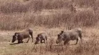 Lioness Hunting Warthog - A Real Life Nala Trying to Kill Pumba For Lunch