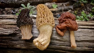 Morel Mushrooms 101: How to Safely Identify and Harvest Morels