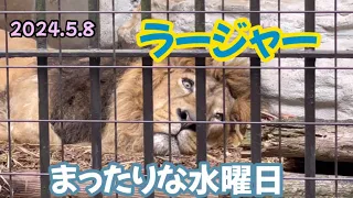 2024.5.8まったりでも可愛い💕インドライオン🦁ラージャー