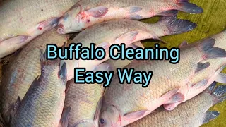 Buffalo Fish Cleaning !!!                        ( How To * Easy * Fillet )