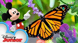 Garden 🌻 | Disney Animals | Mickey Mouse Funhouse | @disneyjunior
