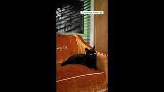 Дима Билан: Первые весточки о коте Шахтере после приезда домой