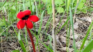 Самоизоляция на горе Бештау.