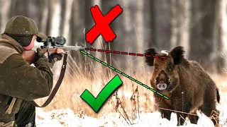 Why Doesn't Anyone Shoot a Wild Boar in the Head?