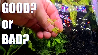 FLOATING PLANTS in your Aquarium | Good or Bad?