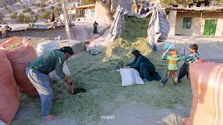 Sheep Farm : Storing Fodder and Feeding the Sheep (2022) - Iranian Countryside