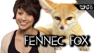 Fennec Foxes Make Terrible Pets