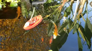 Japanese Koi - Zombie from "Plants vs Zombies" fishing for monster koi on a kayak