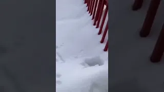 кошки и первый снег