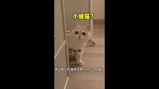 Funniest Cats And Dogs Videos 😁   Best Funny Animal Videos 2024,cat,dog,ani 32