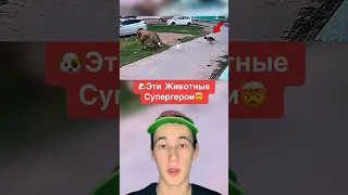 Эти Животные Супергерои!🤯 #shorts #собака #животные