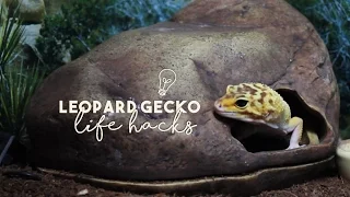 LEOPARD GECKO LIFE HACKS!!