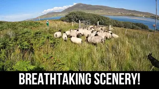 FARMING HILL SHEEP ON THE STUNNING ACHILL ISLAND