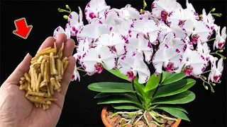 Just Use Once! Orchids Bloom Continuously All Year Long