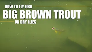 BIG BROWN TROUT on DRY FLIES! Sight-Fishing Big Brown Trout on a Large River with Dry Flies