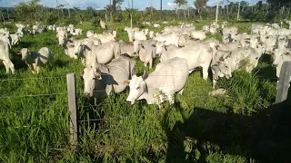 Fazenda a venda região de São Félix do Xingu Pará