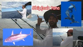 Chasing tuna catching bonito (Skipjack tuna)