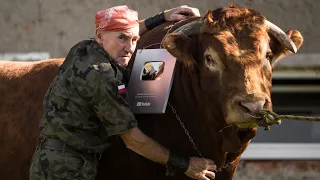 I used YouTube Silver Button to make a necklace for my bull | Bull Whisperer Romek