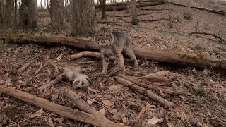 Angry Bobcat Will Send CHILLS Up Your Back {Volume Up}