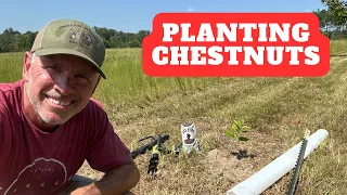 Planting Chestnut Seedlings | Dunstan Chestnut Orchard