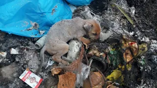 Rescue the poor puppy from starvation, thirst, and cold when he is left in the garbage dump