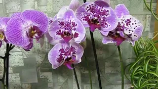 Как заставить орхидеи цвести-100%результат!.