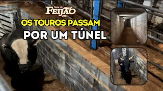 Os touros passam por um túnel para entrar na arena de Lagoa Formosa